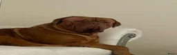 Dogue De Bordeaux dogs for sale: Dogue De Bordeaux puppies  - Advert 3