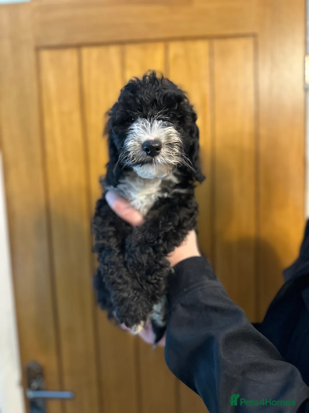 Cockapoo dogs for sale: X2 Cockerpoo boys left  - Advert 6