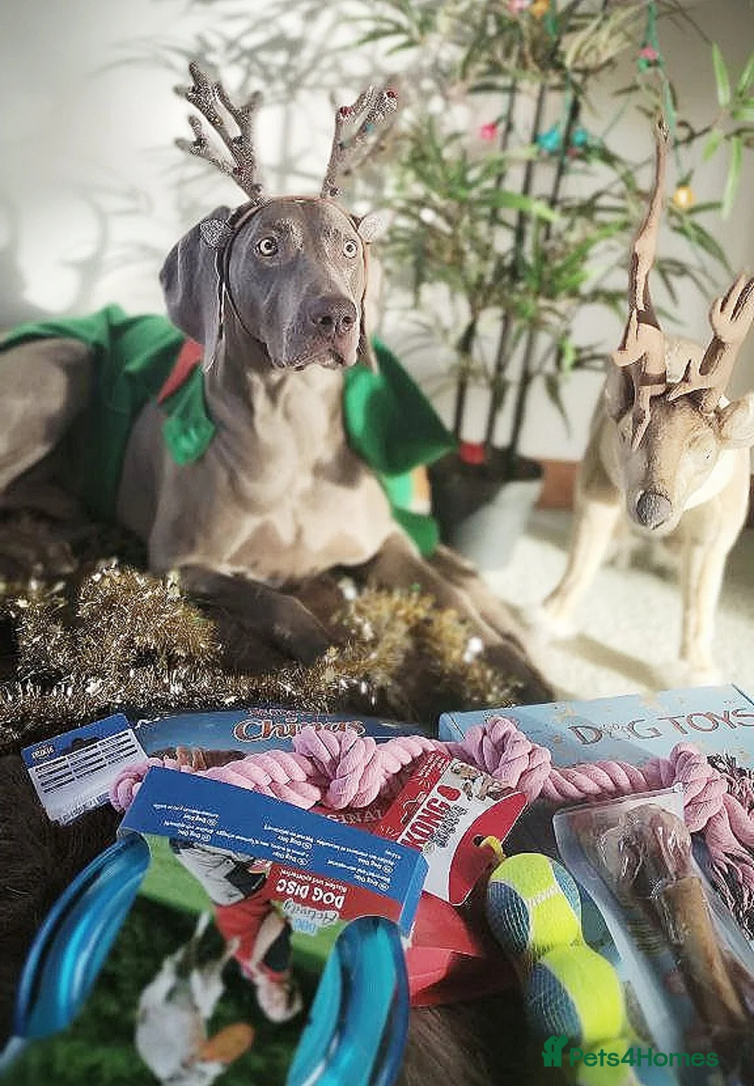 Weimaraner dogs for stud:  KC reg health tested Hipscored stud in Woodbridge - Advert 9