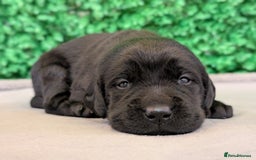 Labrador Retriever dogs for sale: CHUNKY BLACK AND CHOCOLATE PEDIGREE LABS - Image 7