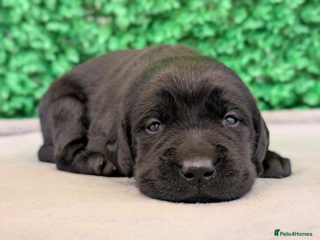 Labrador Retriever dogs for sale: CHUNKY BLACK AND CHOCOLATE PEDIGREE LABS - Image 7