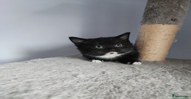 Munchkin cats - Advert 34