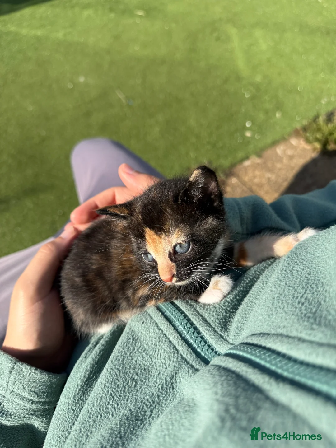 Mixed Breed cats for sale: Beautiful Kittens for Sale in Walton-on-Thames - Advert 2