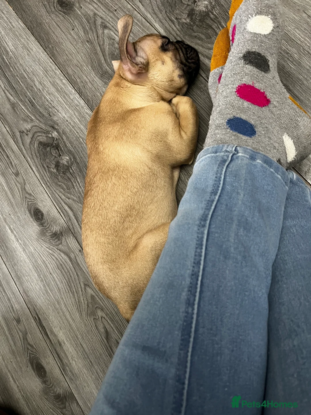 French Bulldog dogs for sale: Stunning fawn chunky frenchie  - Advert 4