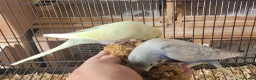 Budgerigars birds for sale: Semi to tame baby Budgies  - Advert 5