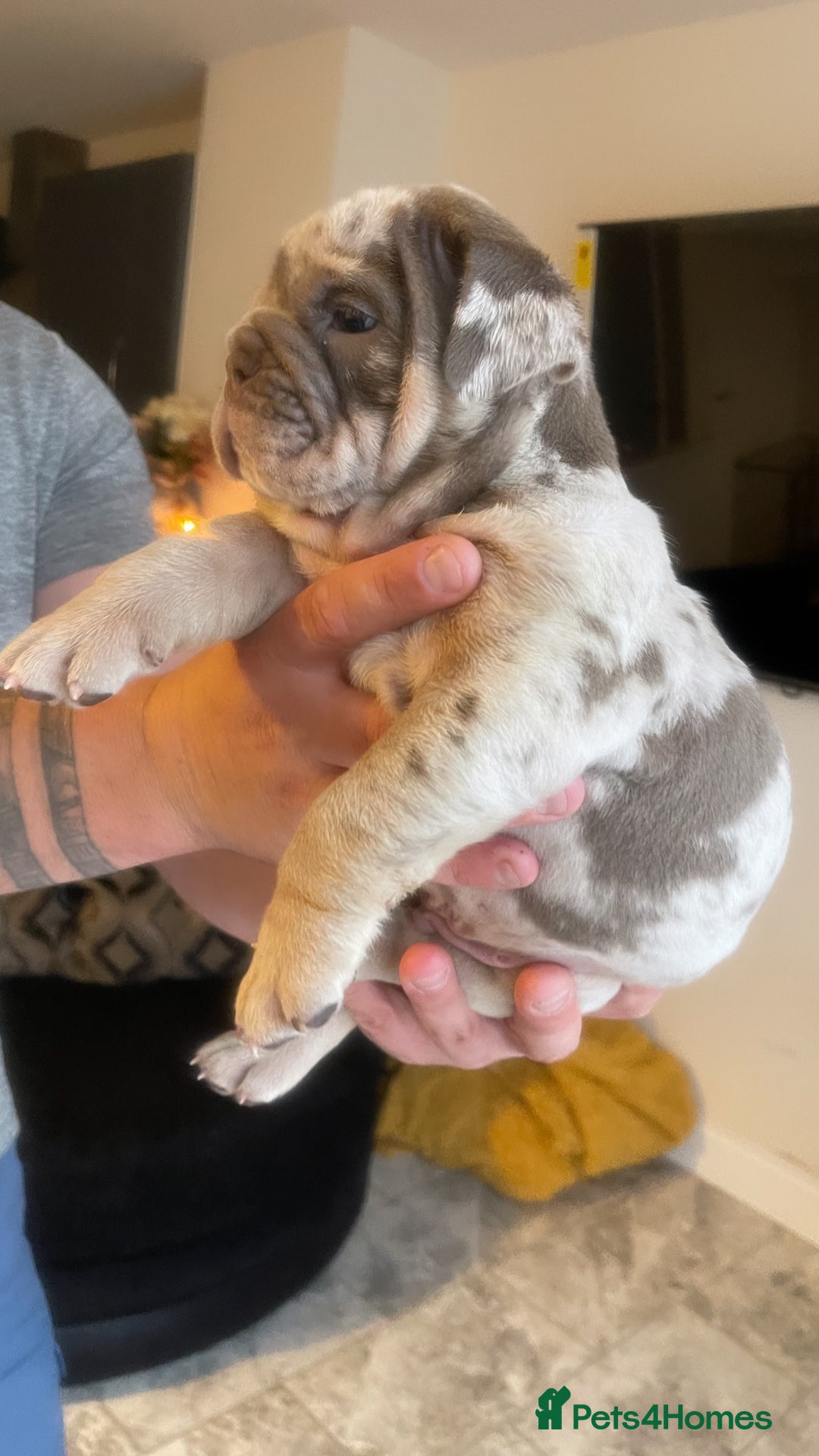 English Bulldog dogs for sale: 10 Top quality English bulldog puppies for sale  - Image 22