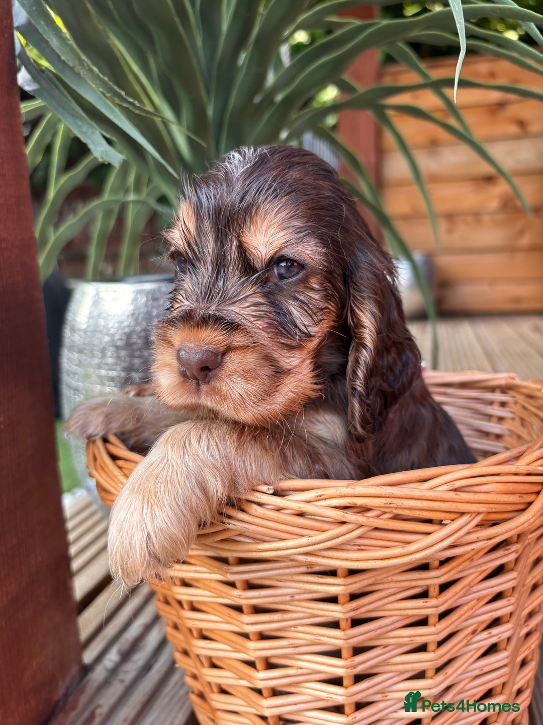 Cocker Spaniel dogs for sale: Beautiful Show Type KC registered Cocker Spaniels  - Image 34