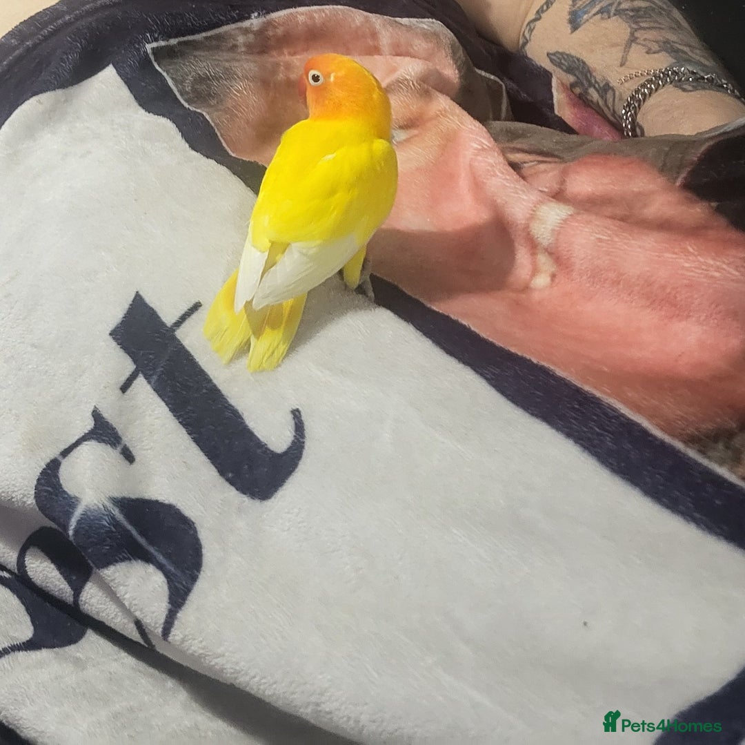 Lovebirds birds for sale: Mango for sale - Advert 2