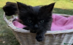 Russian Blue cats for sale: Crossed RussianBlue Kittens - Image 13