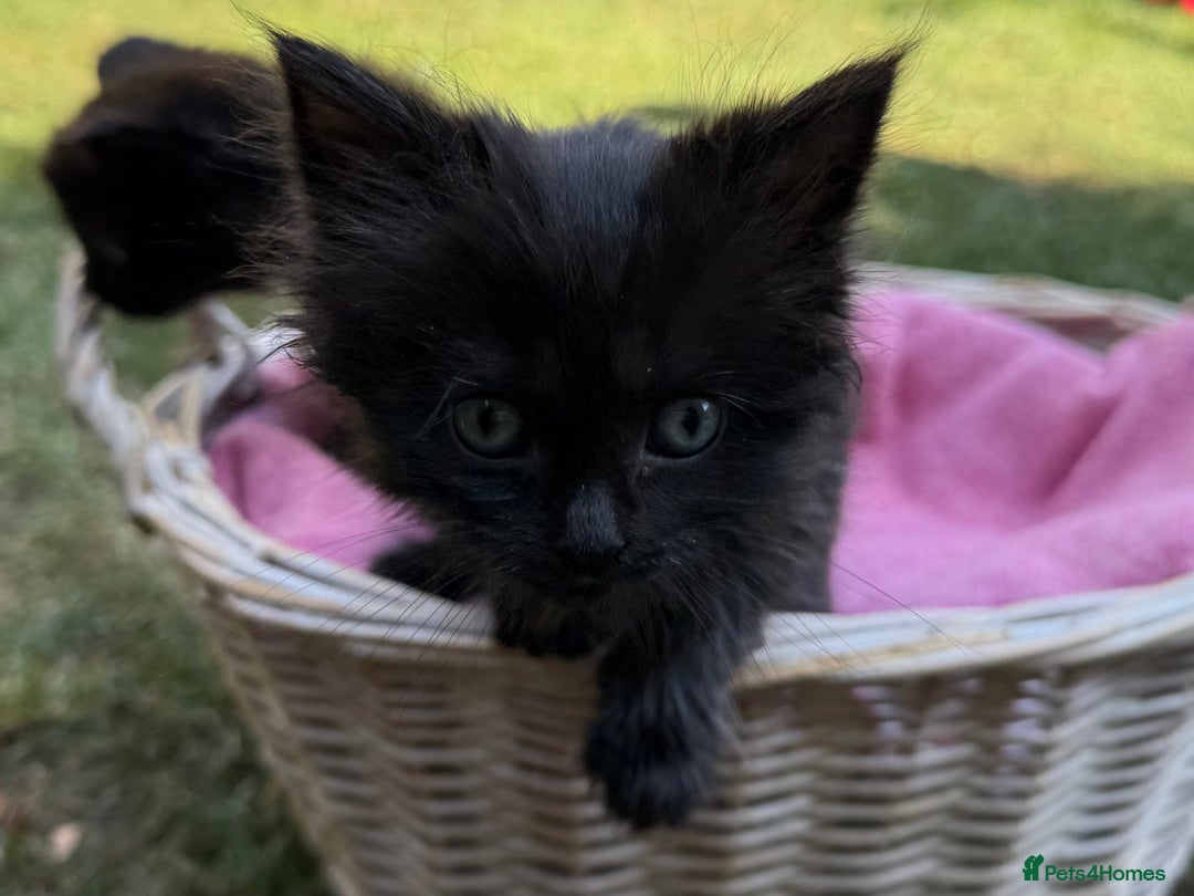 Russian Blue cats for sale: Crossed RussianBlue Kittens - Image 13