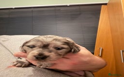 Dachshund dogs for sale: 2 beautiful girls - Image 17