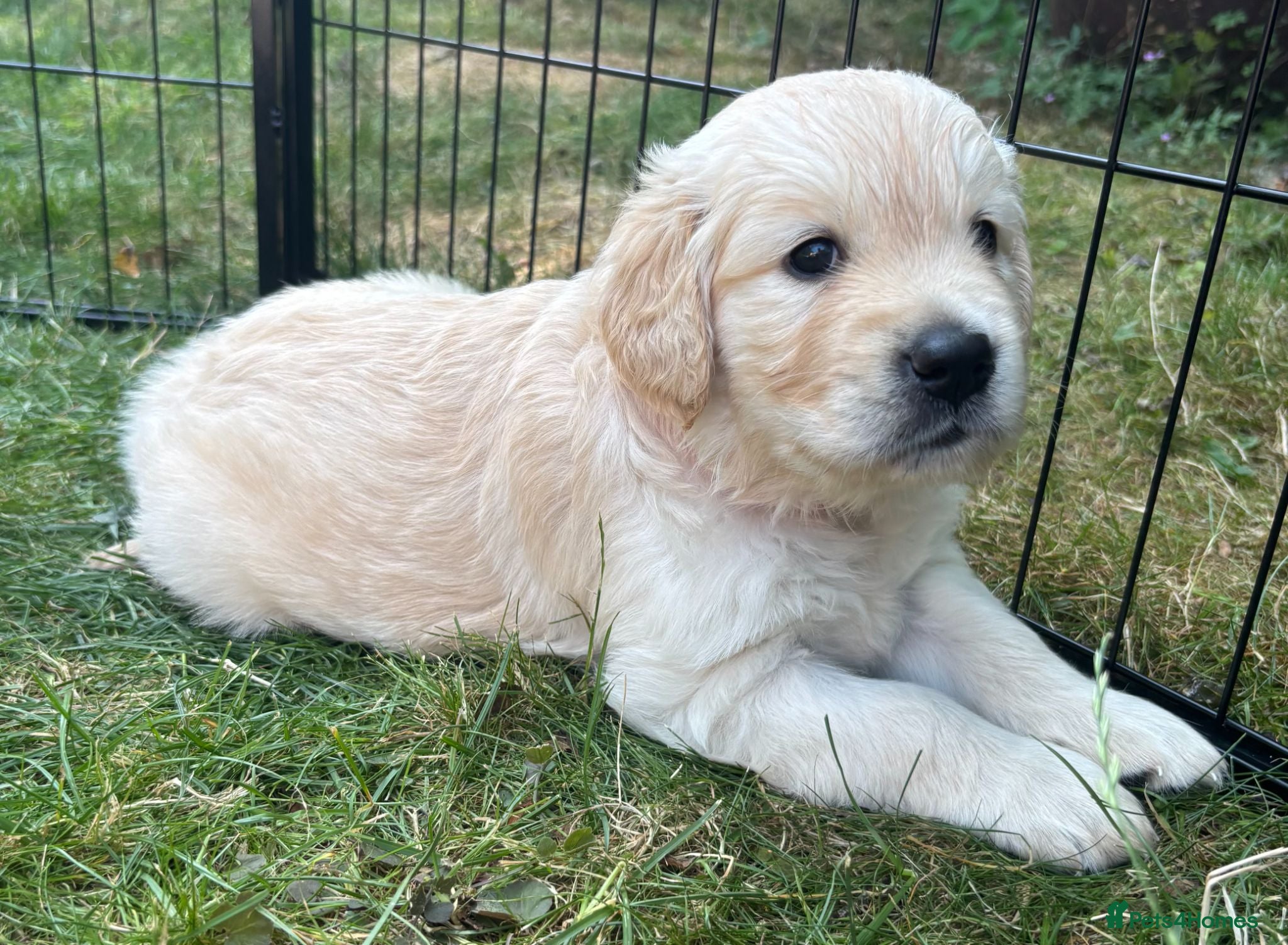 Golden Retriever dogs Beautiful pedigree Golden Retriever puppies - Advert 1
