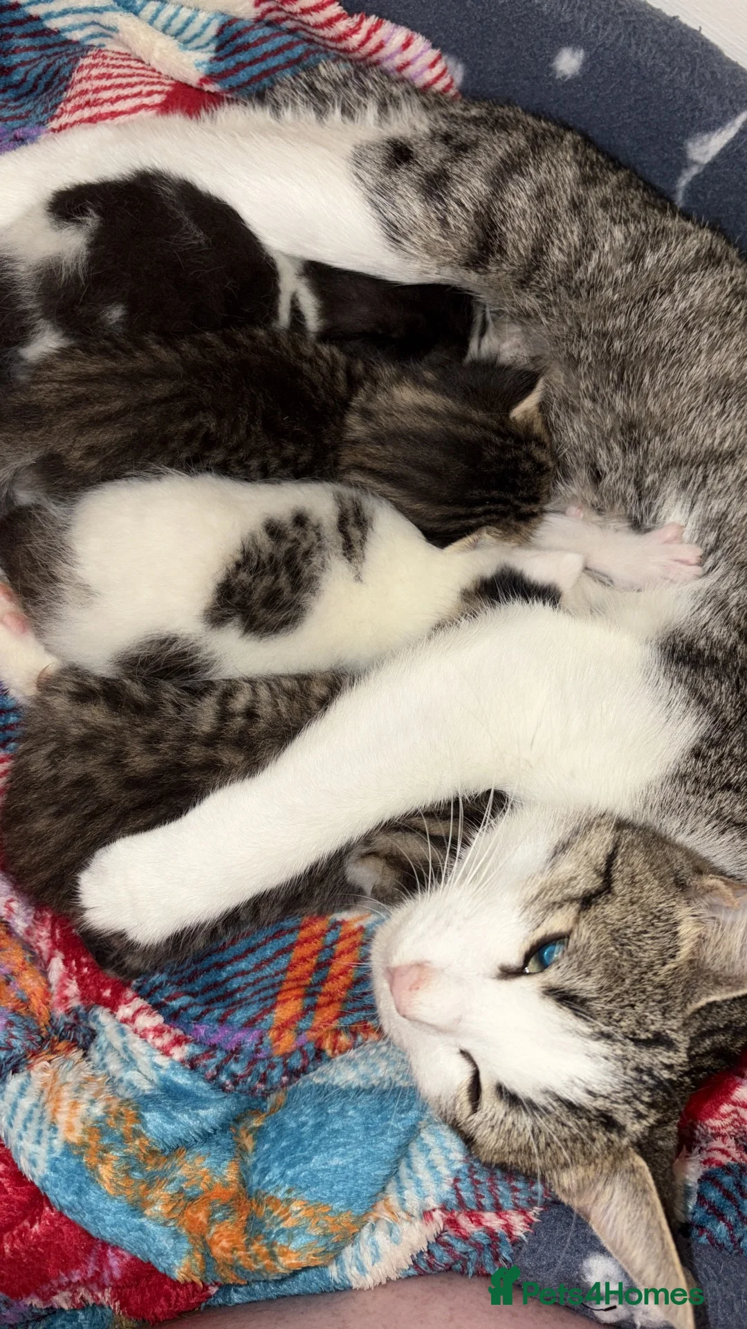 Mixed Breed cats for sale: Gorgeous Bengal cross babies  - Advert 19
