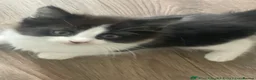 Turkish Van cats for sale: Only 1 male kitten left £100 - Advert 5