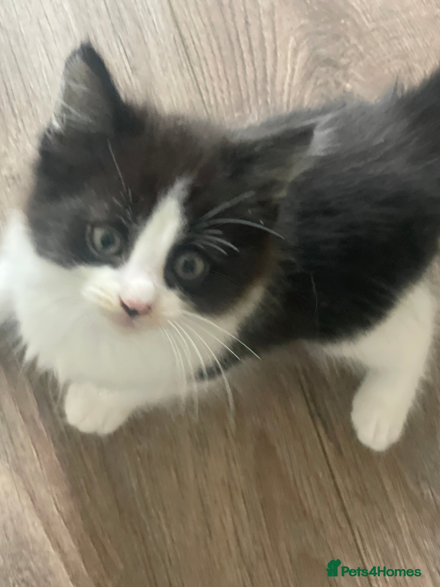 Turkish Van cats Only 1 male kitten left - Advert 12