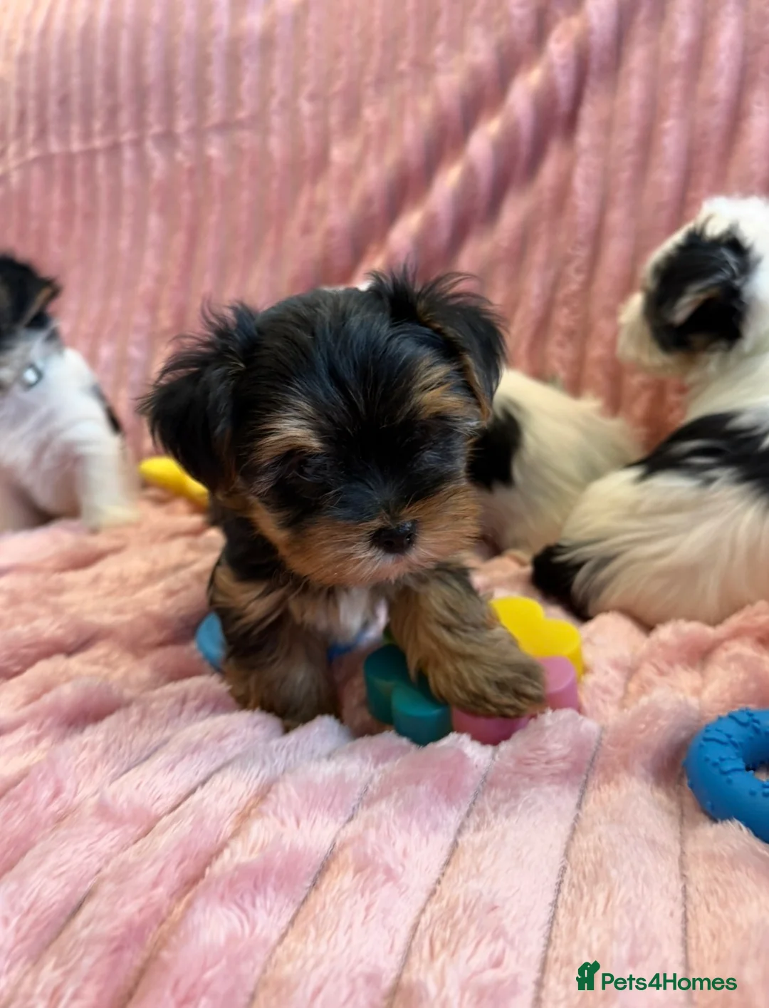 Yorkshire Terrier dogs for sale: Miniature Yorkshire Terrier Puppies  - Advert 19