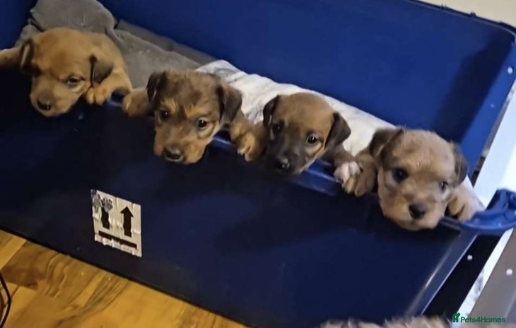Lakeland Terrier dogs - Advert 1