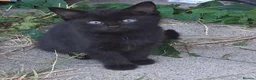 Domestic Shorthair cats for sale: Four Kittens for sale - 2 Tuxedo, 2 Black in Stockton-on-Tees - Advert 4