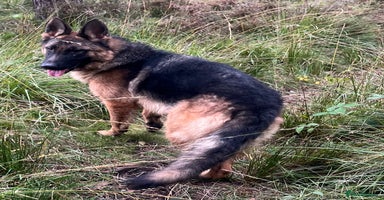 German Shepherd dogs - Advert 4