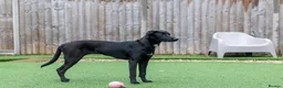 Mixed Breed dogs for adoption: Lovely Lilly - Advert 29
