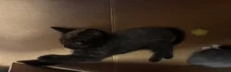 Mixed Breed cats for sale: Grey/black kitten  - Advert 4