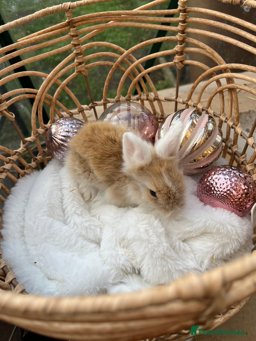 Lionhead rabbits for sale: 7 lionhead babies  - Advert 6