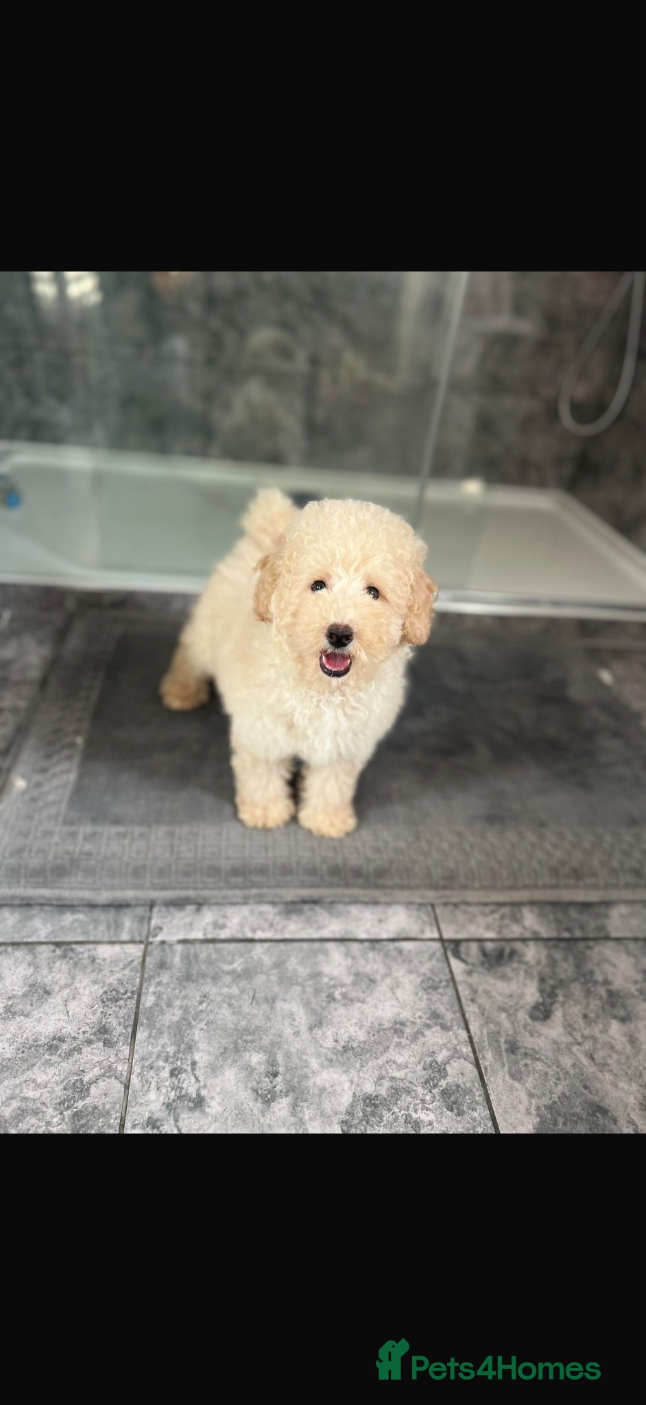 Cavapoo dogs Cavapoo F1 puppies  - Advert 1