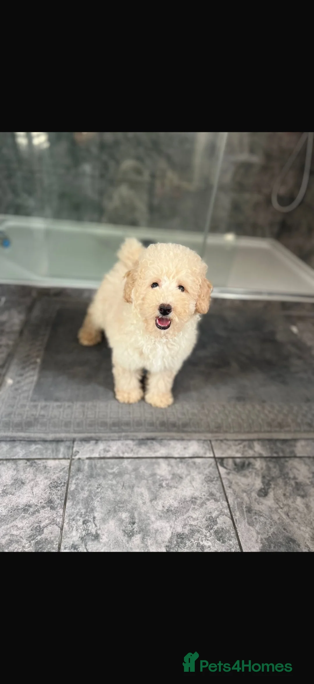 Cavapoo dogs for sale: Cavapoo F1 puppies  - Advert 1