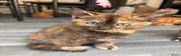 Mixed Breed cats for sale: Adorable Kittens Looking for Loving Homes!  - Advert 16