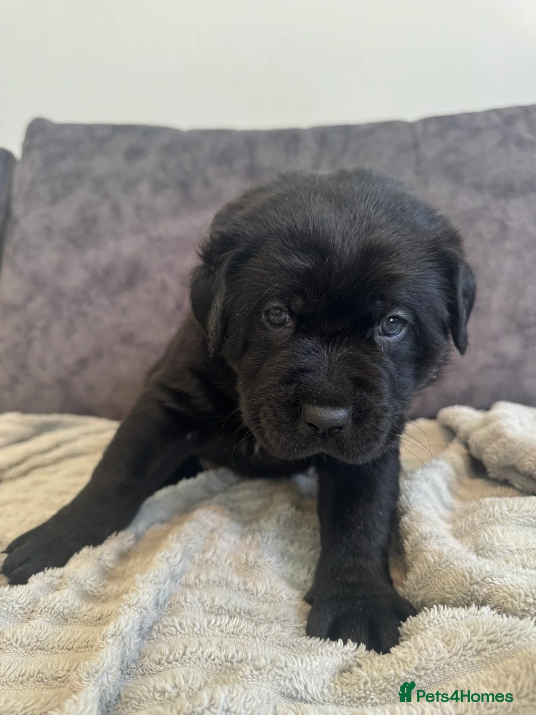 Labrador Retriever dogs for sale: KC Registered Black Chunky Labradors  - Advert 5