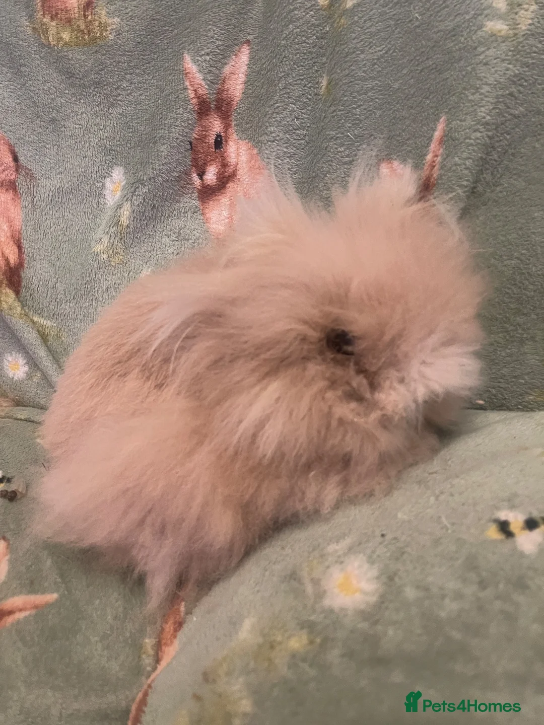 Lionhead rabbits for sale: Purebred double maned lion heads  - Advert 10
