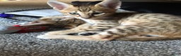 Savannah cats for sale: Beautiful full pedigree savannah kittens  - Advert 30