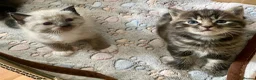 Mixed Breed cats for sale: Part ragdoll kittens - Advert 7