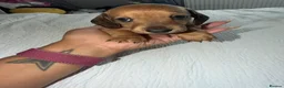 Miniature Dachshund dogs for sale: Miniature Dachsund Puppies - Advert 3