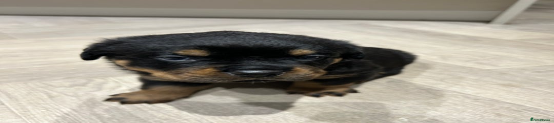 Rottweiler Puppy 1