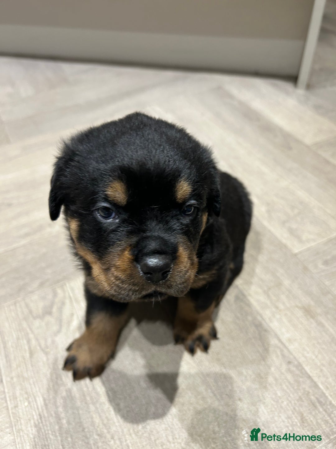 Rottweiler dogs for sale: Rottweiler puppies  - Image 3