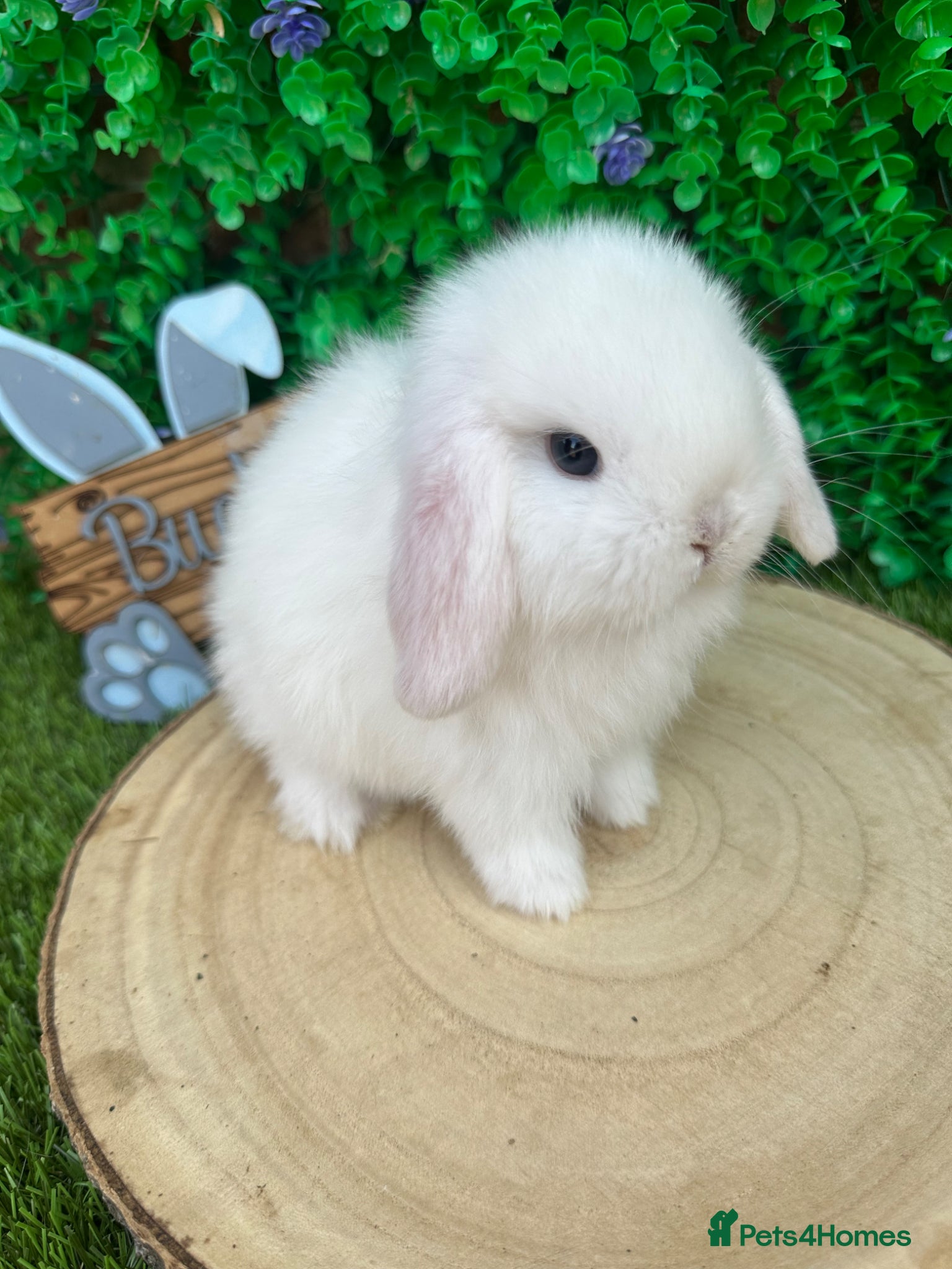 Mini Lop rabbits Beautiful purebred mini lops ready to reserve 😍 - Advert 1