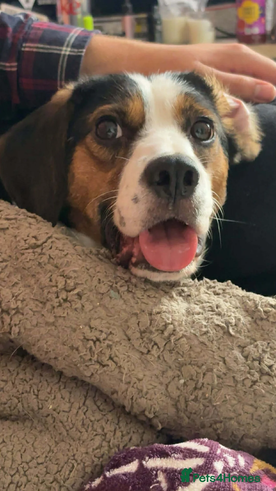 Mixed Breed dogs for sale: 2 year old beagle x collie looking for home  - Advert 2