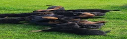 Rottweiler dogs for sale: Long Haired Fluffy Rottie Pups. Full Health Tested - Advert 7