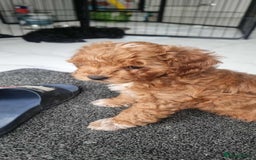 Shihpoo dogs for sale: Only one female puppy   - Image 11