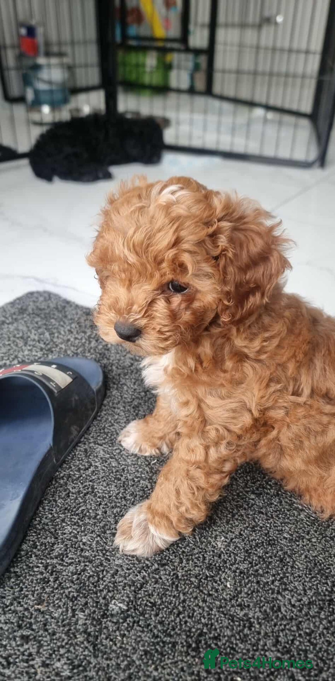 Shihpoo dogs for sale: Only one female puppy   - Image 11