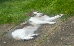 Asian cats for sale: Miss Lucy  - Image 1