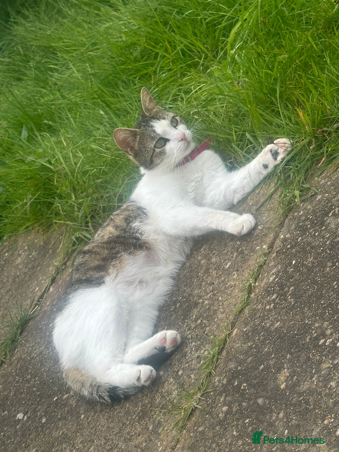 Asian cats for sale: Miss Lucy  - Image 1