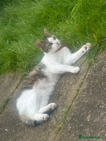 Asian cats - Advert 1