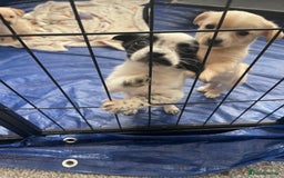 Mixed Breed dogs for sale: Puppies for sale - Image 4