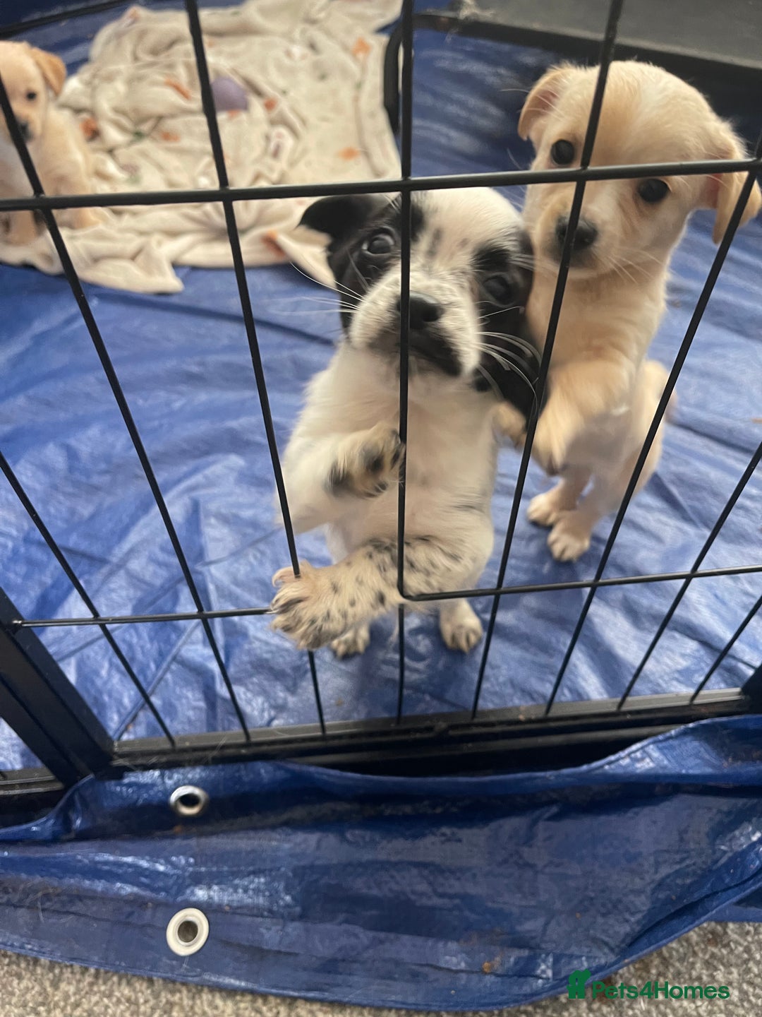 Mixed Breed dogs for sale: Puppies for sale - Image 4