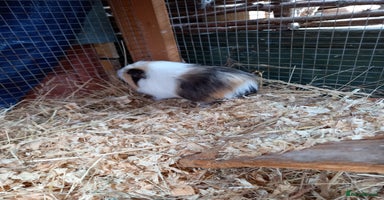 Guinea Pig rodents - Advert 3