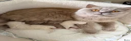 British Longhair cats for sale: BEAUTIFUL BRITISH LONG-HAIRED BABIES FOR SALE - Advert 4