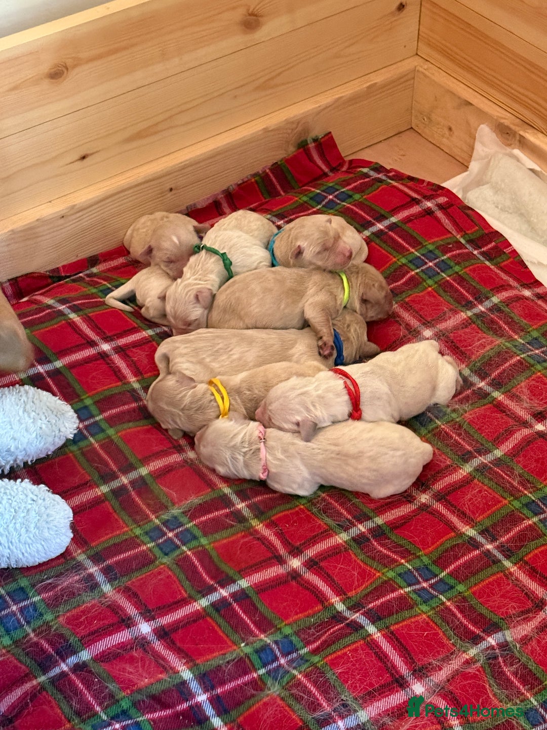 Golden Retriever dogs for stud: Milo - Golden Retriever for stud in Horsham - Advert 9