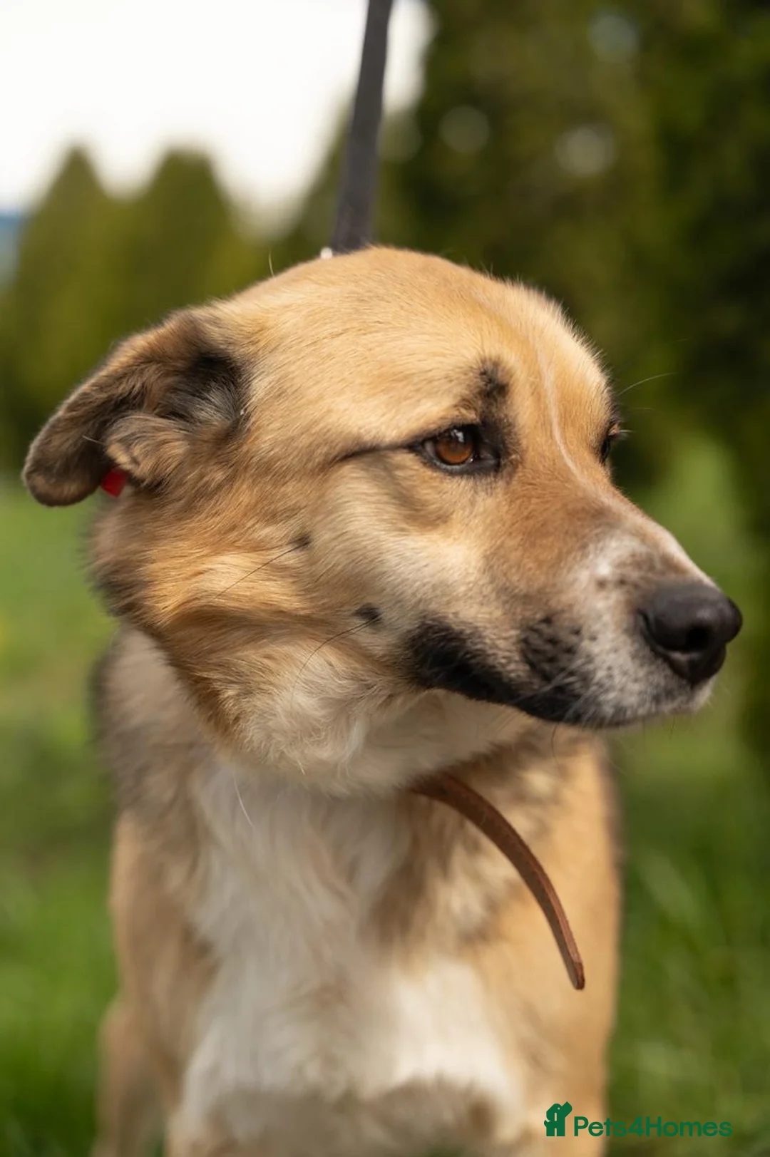 Mixed Breed dogs for adoption: 💙🐶 OLIVER – HE LOVES EVERYONE in Burton-on-Trent - Advert 2